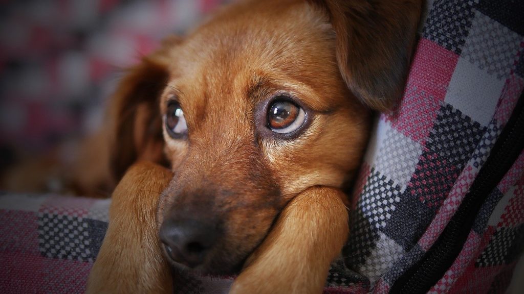 Come Curare le Ferite del Cane