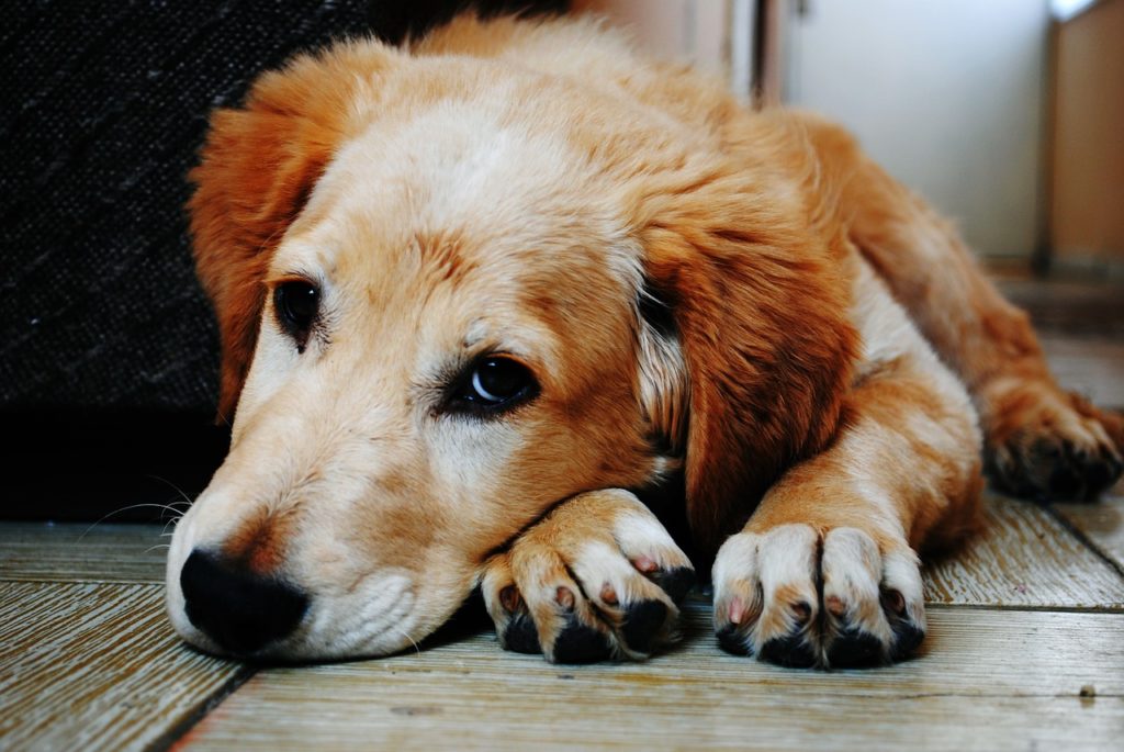 Cosa Fare se Ape Punge il Cane